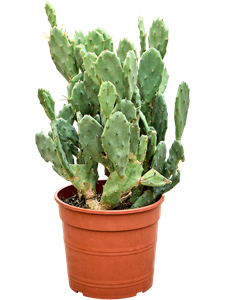 Опунция 55/24 (Nieuwkoop Europe) 42602