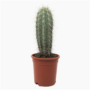 Пахицереус прингла 40/17 (Nieuwkoop Europe) 42609