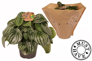 Пеперомия арбузная (пеперомия аргирея) 32/17 (Nieuwkoop Europe) 42653