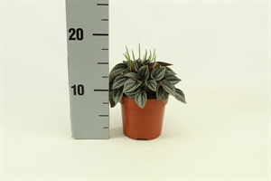 Пеперомия Наполи Найтс 15/10 (Nieuwkoop Europe) 42656