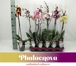 Фаленопсис микс 65/12 (Nieuwkoop Europe), 42729 42729