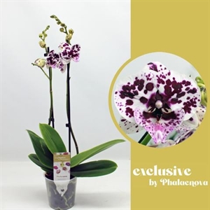 Фаленопсис "speechless elegance" 60/12 (Nieuwkoop Europe) 42804