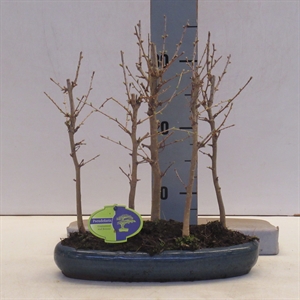 Лжелиственница прелестная 30/35 (Nieuwkoop Europe) 42966