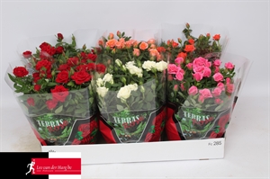 Роза Кордана микс 30/21 (Nieuwkoop Europe) 42978