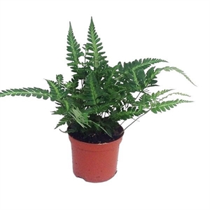 Румора адиантовидная "Variegata" 20/8 (Nieuwkoop Europe) 42980