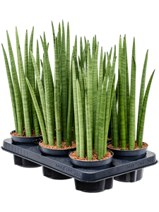 Сансевиерия цилиндрическая "Spikes" 40/12 (Nieuwkoop Europe) 42986