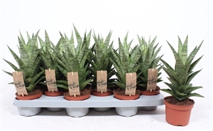 Сансевиерия Таф Леди 30/10 (Nieuwkoop Europe) 42999