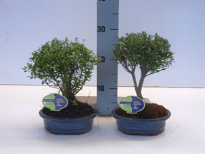 Сизигиум буксифолиум 30/19 (Nieuwkoop Europe), 43080 43080