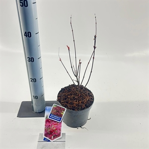 Клен дланевидный "Atropurpureum" 40/17 (Nieuwkoop Europe), 43215 43215