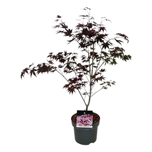 Клен дланевидный "Atropurpureum" 75/23 (Nieuwkoop Europe) 43217