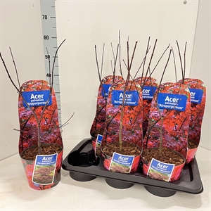 Клен дланевидный "Atropurpureum" 40/17 (Nieuwkoop Europe), 43218 43218