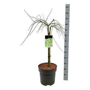 Клен дланевидный "Dissectum" 80/31 (Nieuwkoop Europe) 43237