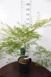 Клен дланевидный "Emerald Lace" 105/29 (Nieuwkoop Europe) 43238