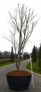 Клен дланевидный "Fireglow" 450/140 (Nieuwkoop Europe) 43241