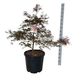 Клен дланевидный "Garnet" 165/50 (Nieuwkoop Europe) 43247