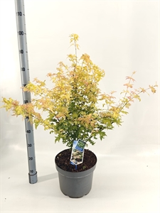 Клен дланевидный "Orange Dream" 80/29 (Nieuwkoop Europe) 43275