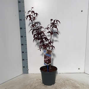 Клен дланевидный "Red Emperor" 60/19 (Nieuwkoop Europe) 43284