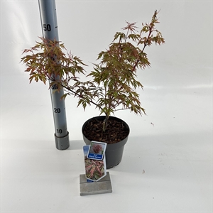 Клен дланевидный "Royal Garnet" 50/19 (Nieuwkoop Europe) 43285