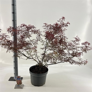 Клен дланевидный "Royal Garnet" 80/29 (Nieuwkoop Europe) 43287