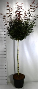 Клен дланевидный "Skeeters Broom" 240/40 (Nieuwkoop Europe) 43308