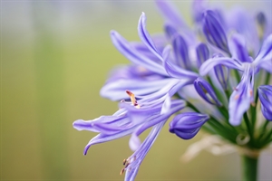 Агапантус "Brilliant Bleu" голубой 50/17 (Nieuwkoop Europe) 43349