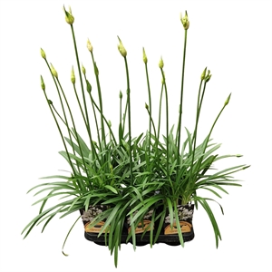 Агапантус "White Charlotte" 40/12 (Nieuwkoop Europe) 43358