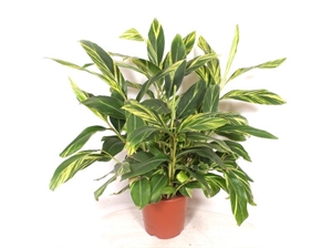 Альпиния церумбет (альпиния пониклая) "Variegata" 100/27 (Nieuwkoop Europe) 43383