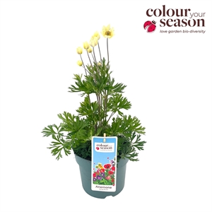 Анемона Лессера "Spring Beauty" белый 40/15 (Nieuwkoop Europe) 43387