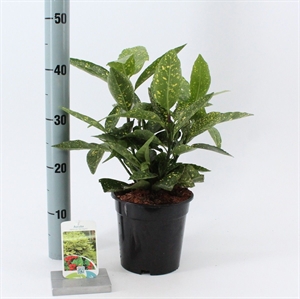 Аукуба японская "Variegata" 40/17 (Nieuwkoop Europe) 43418