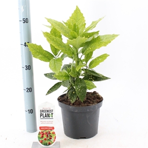 Аукуба японская "Variegata" 35/19 (Nieuwkoop Europe) 43419