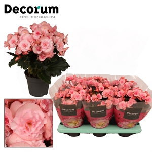 Бегония "joy pink" 32/14 (Nieuwkoop Europe) 43423