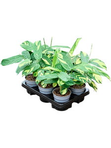 Калатея "Pilosa" 6/tray 35/12 (Nieuwkoop Europe) 43470
