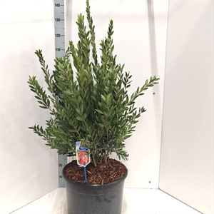 Каллистемон лимонный "Splendens" красный 110/40 (Nieuwkoop Europe) 43479