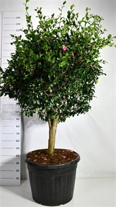 Камелия японская "Cleopatra" 200/65 (Nieuwkoop Europe) 43486