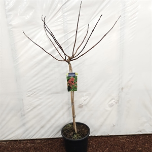 Кампсис таглиабуана "Fire Trumpet Vine" 150/32 (Nieuwkoop Europe) 43494
