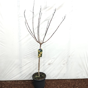 Кампсис таглиабуана "Gold Trumpet Creeper" 150/32 (Nieuwkoop Europe) 43495