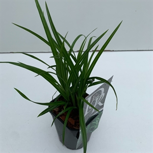 Осока irisch green 25/13 (Nieuwkoop Europe) 43497