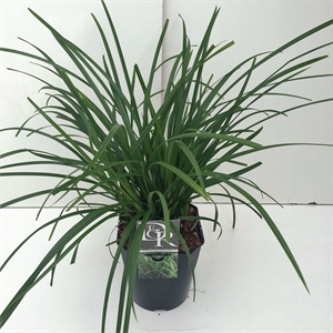 Осока irisch green 60/23 (Nieuwkoop Europe) 43498