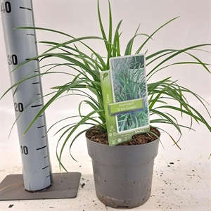 Осока Морроу (осока японская) "Irish Green" 25/17 (Nieuwkoop Europe) 43507