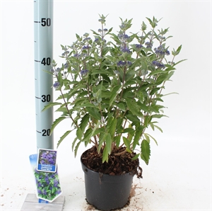 Кариоптерис кландоненский "Grand Bleu" фиолетовый 50/17 (Nieuwkoop Europe) 43653