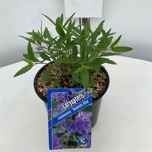 Кариоптерис кландоненский "Heavenly Blue" голубой 50/17 (Nieuwkoop Europe) 43654