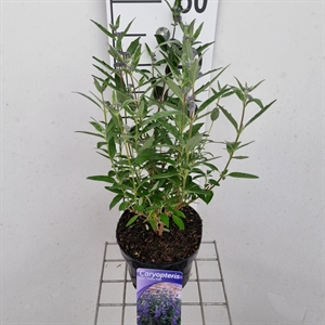 Кариоптерис кландоненский "Thetis" голубой 40/17 (Nieuwkoop Europe) 43655