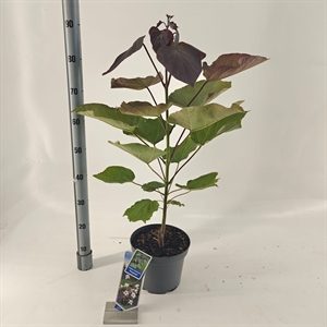 Катальпа краснеющая "Purpurea" белая 75/23 (Nieuwkoop Europe) 43662