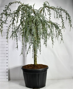 Кедр атласский "Glauca Pendula" 240/80 (Nieuwkoop Europe) 43670