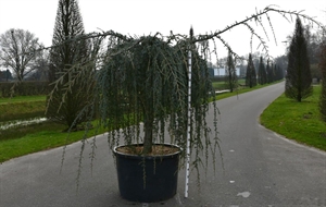 Кедр атласский "Glauca Pendula" 240/96 (Nieuwkoop Europe) 43673