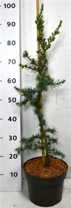 Кедр ливанский "Glauca" 110/23 (Nieuwkoop Europe) 43679