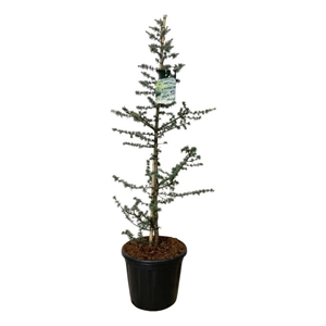 Кедр ливанский "Glauca" 175/40 (Nieuwkoop Europe) 43680