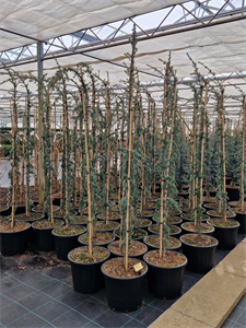 Кедр ливанский "Glauca Pendula" 230/43 (Nieuwkoop Europe) 43681