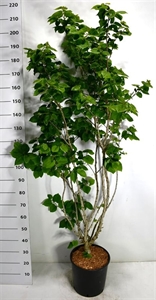 Багрянник китайский "Avondale" 150/38 (Nieuwkoop Europe) 43691