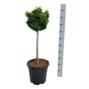 Кипарисовик туполистный (кипарисовик тупой, хиноки) "Nana Aurea" 90/32 (Nieuwkoop Europe), 43710 43710